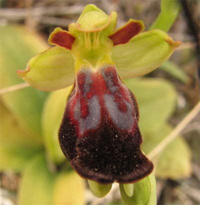 Ophrys sulla murgia materana